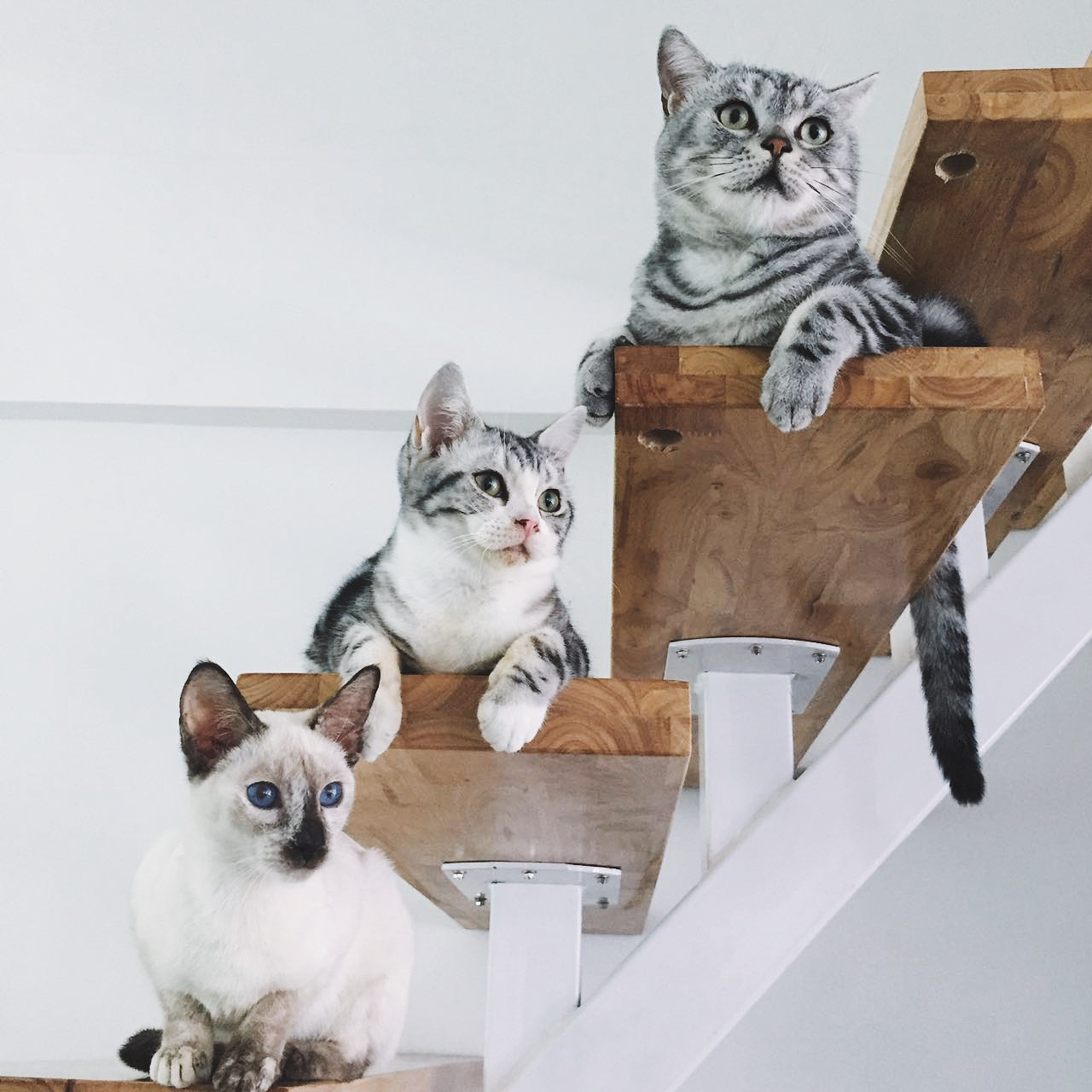 黃浦區(qū)簡約風(fēng)格貓咖廳裝修設(shè)計(jì)-第1張圖片-上海古都建筑設(shè)計(jì)集團(tuán)